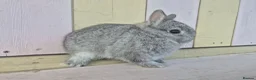 Netherland Dwarf rabbits for sale: 💜 PRETTIEST COLOURED NETHERLAND DWARF BABIES 💜 - Advert 12