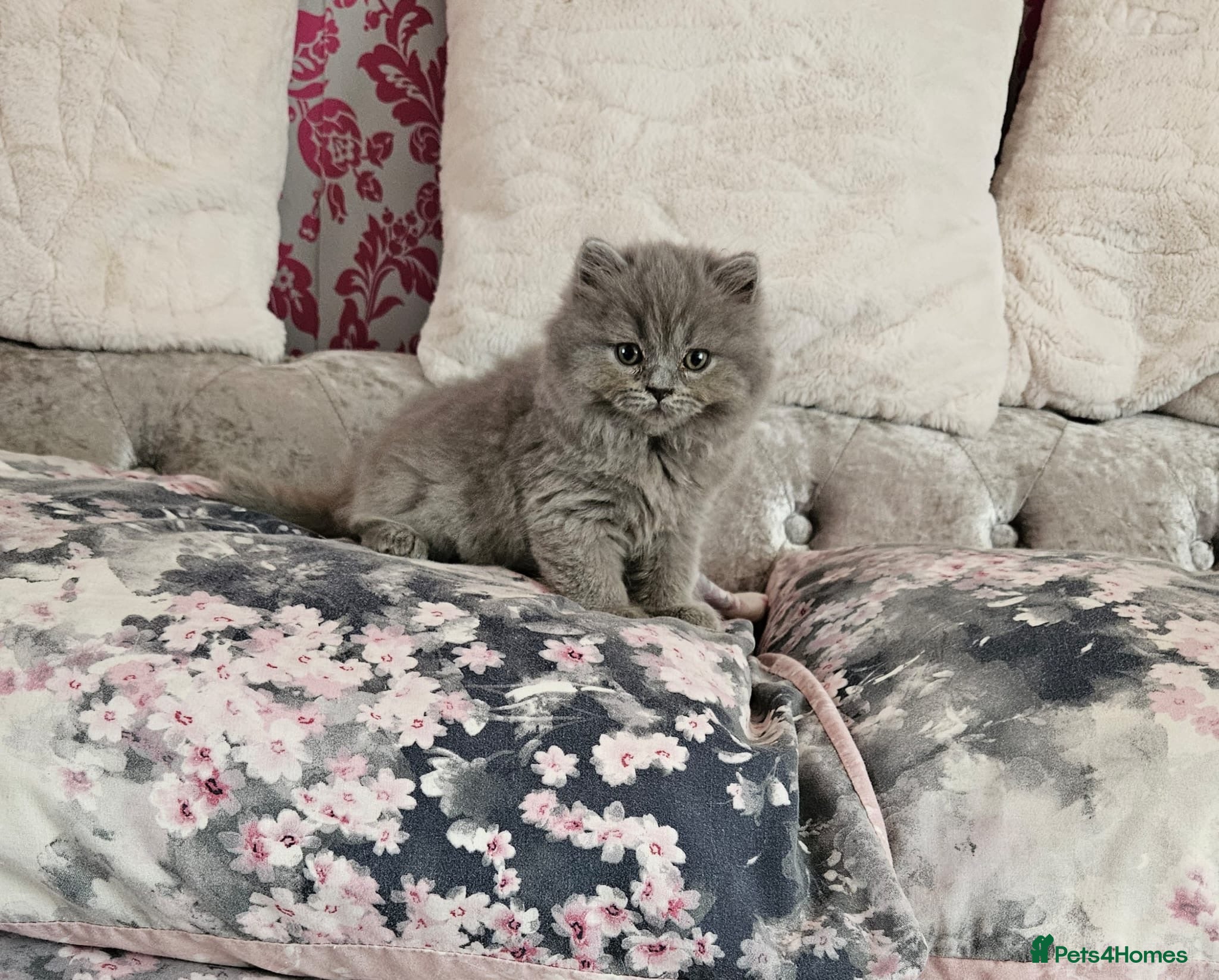 British Shorthair cats for sale: 10 WEEK OLD BLUE BRITISH LONGHAIR KITTEN  - Advert 2