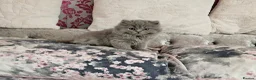 British Shorthair cats for sale: 10 WEEK OLD BLUE BRITISH LONGHAIR KITTEN  - Advert 1