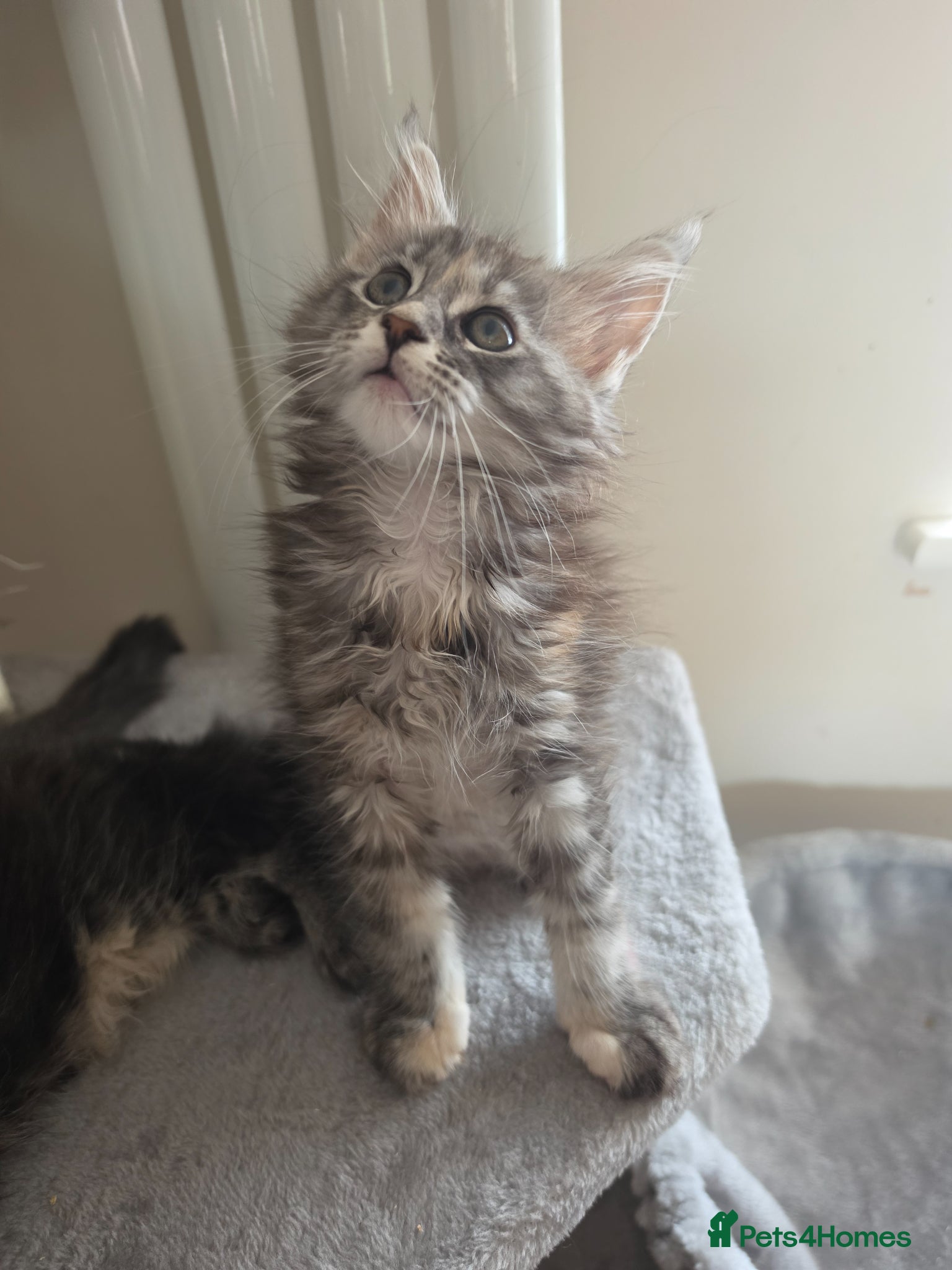 Maine Coon cats Maine coon kittens Ready Now - Advert 5