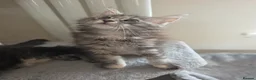 Maine Coon cats for sale: Maine coon kittens Ready Now - Advert 3