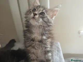Maine Coon cats Maine coon kittens Ready Now - Advert 5