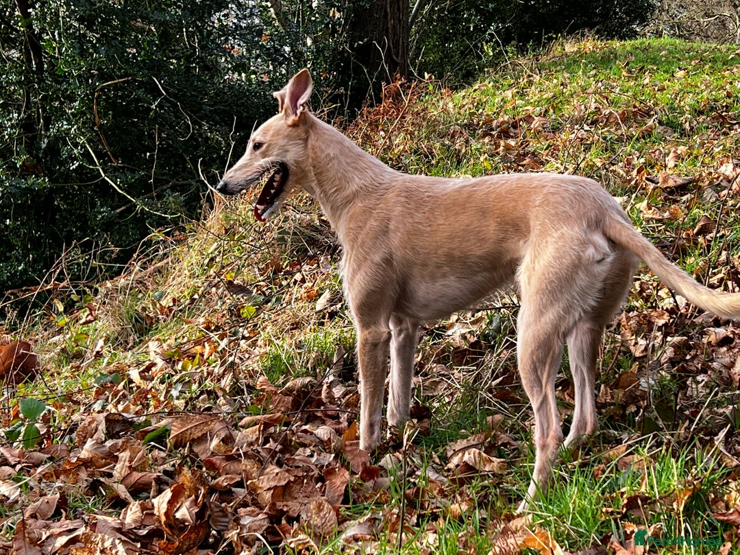 Lurcher dogs for stud: Bedlington x greyhound stud proven  - Advert 2