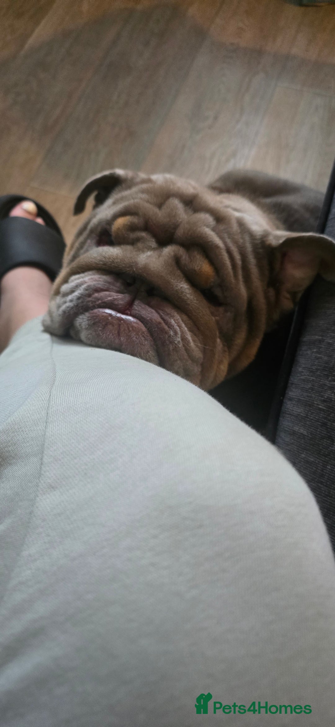 English Bulldog dogs for sale: English Bulldog - Image 3