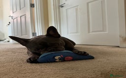 French Bulldog dogs for sale: Female French bulldog - Image 1