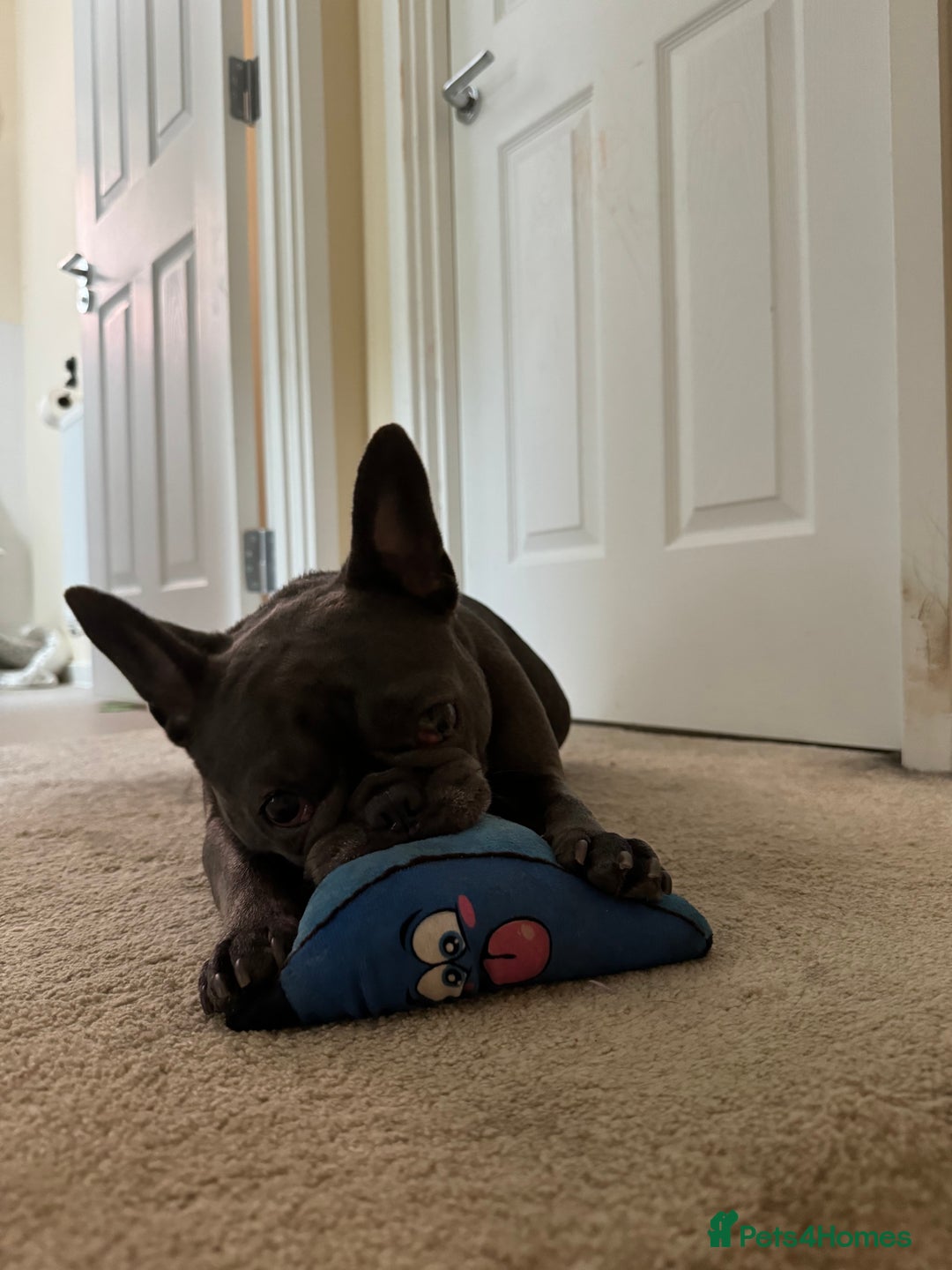 French Bulldog dogs for sale: Female French bulldog - Image 1
