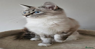 Ragdoll cats - Advert 13