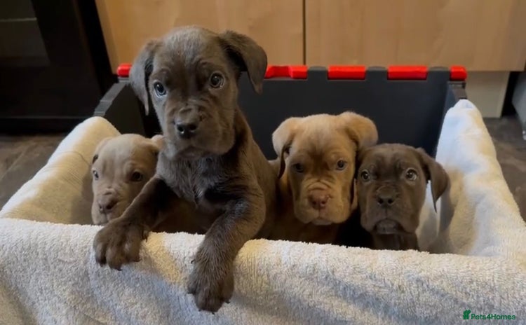 Cane Corso dogs - Advert 1