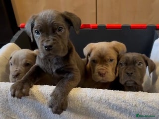 Cane Corso dogs - Advert 4