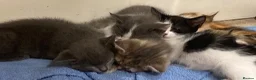 Mixed Breed cats for sale: Beautiful part British blue shorthair kittens  - Advert 5