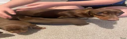 Dachshund dogs for sale: Dachshund puppies for sale ☺️ in Hockley - Advert 2