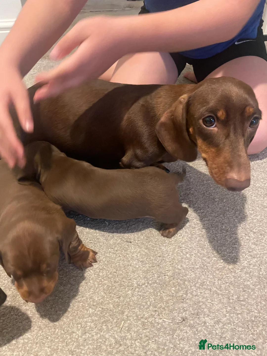Dachshund dogs for sale: Dachshund puppies for sale ☺️ in Hockley - Advert 2