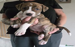 American Bulldog dogs for sale: American staffie cross pups  - Image 2