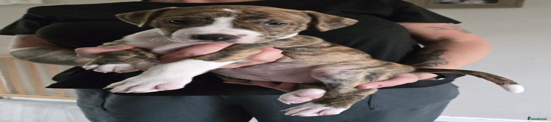 Mixed Breed Puppy 4