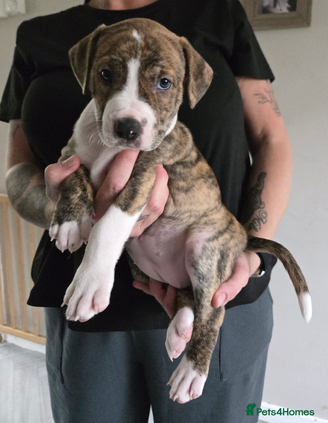 American Bulldog dogs for sale: American staffie cross pups  - Image 2
