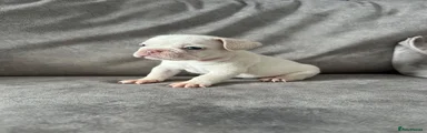 French Bulldog 4