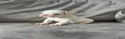 French Bulldog dogs for sale: French bull dogs  - Advert 21