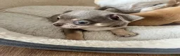 Chihuahua dogs for sale: Beautiful Chihuahua Puppies  in Falmouth - Advert 10