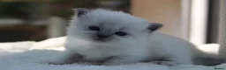 Ragdoll cats for sale: Outstanding Pedigree GCCF Ragdoll Kittens - Advert 6