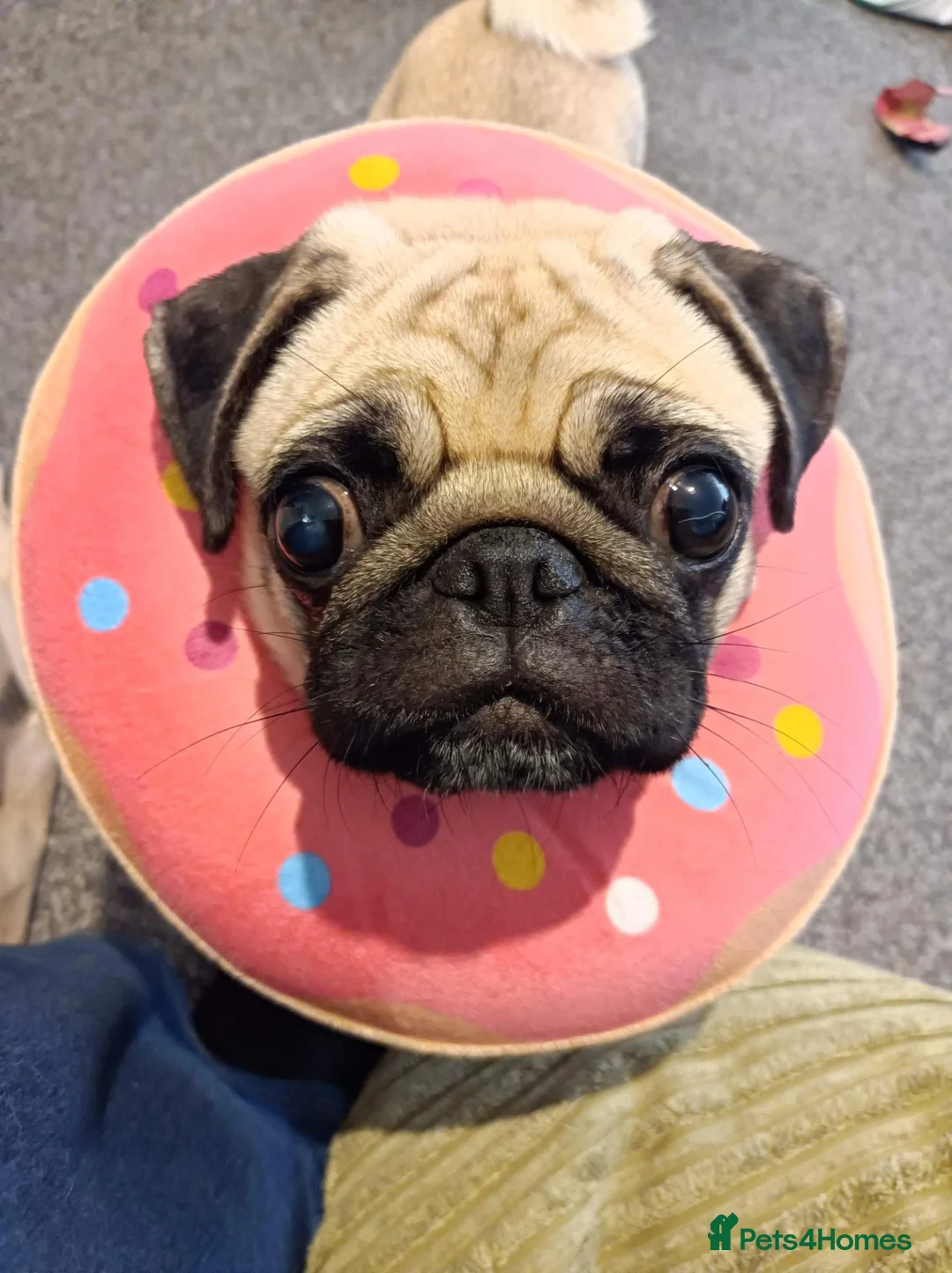 Pug dogs for sale: Three year old female pug called Ruby - Advert 1
