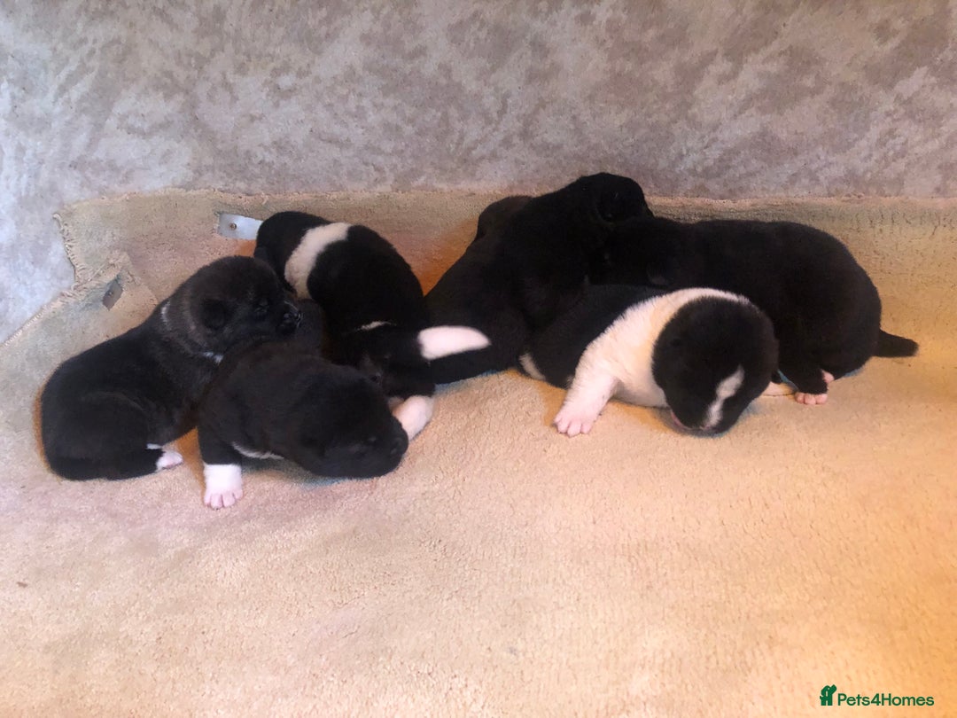 Akita dogs for sale: 7 bear faced American Akitas puppies  - Image 7