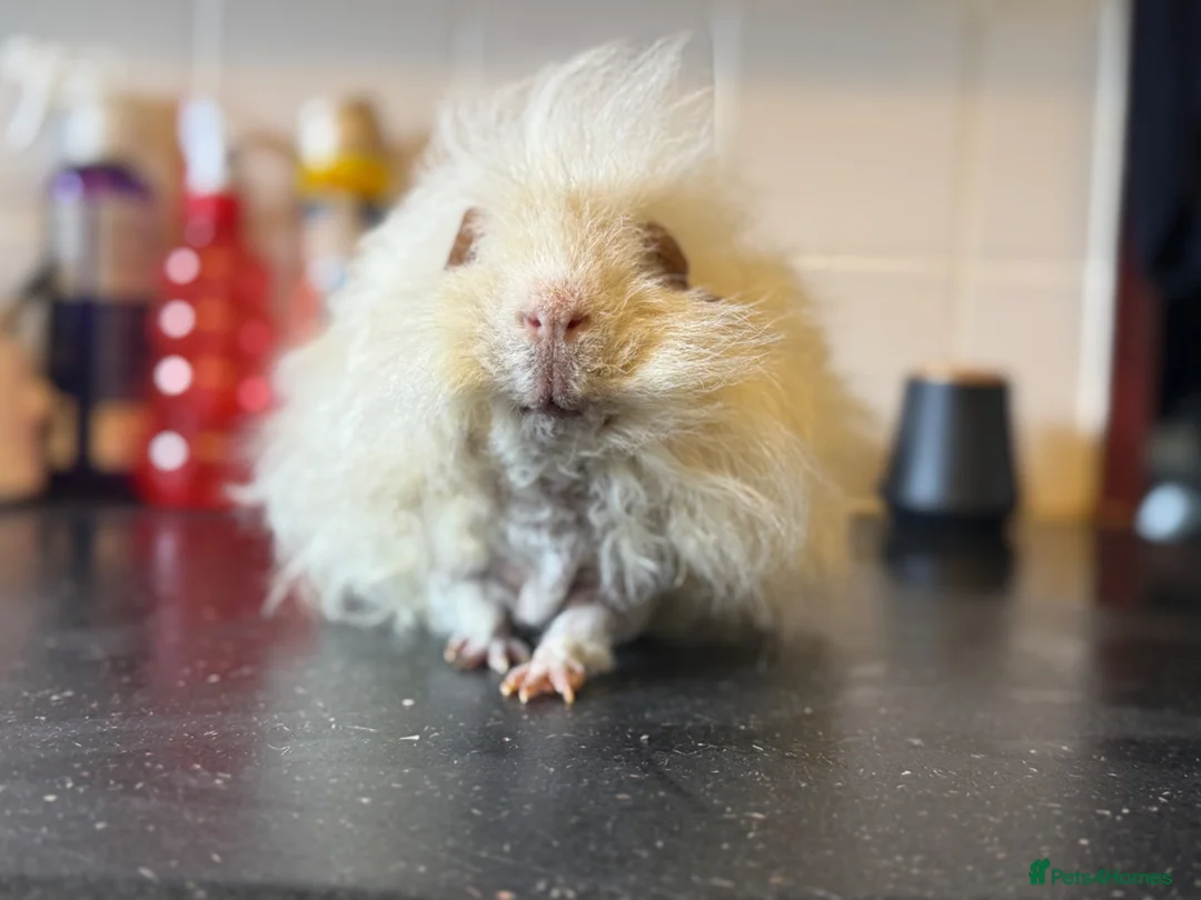 Guinea Pig rodents for sale: Selection of guinea pigs looking for new homes  - Advert 18