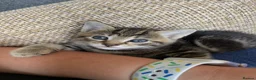 Mixed Breed cats for sale: Tabby kittens for sale  in Prenton - Advert 7