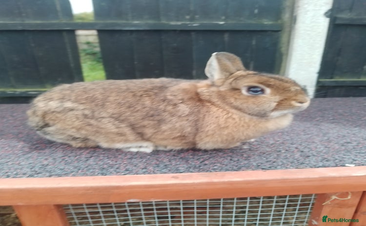 Netherland Dwarf rabbits - Advert 14