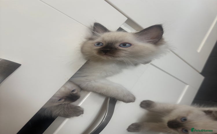 Ragdoll cats - Advert 6