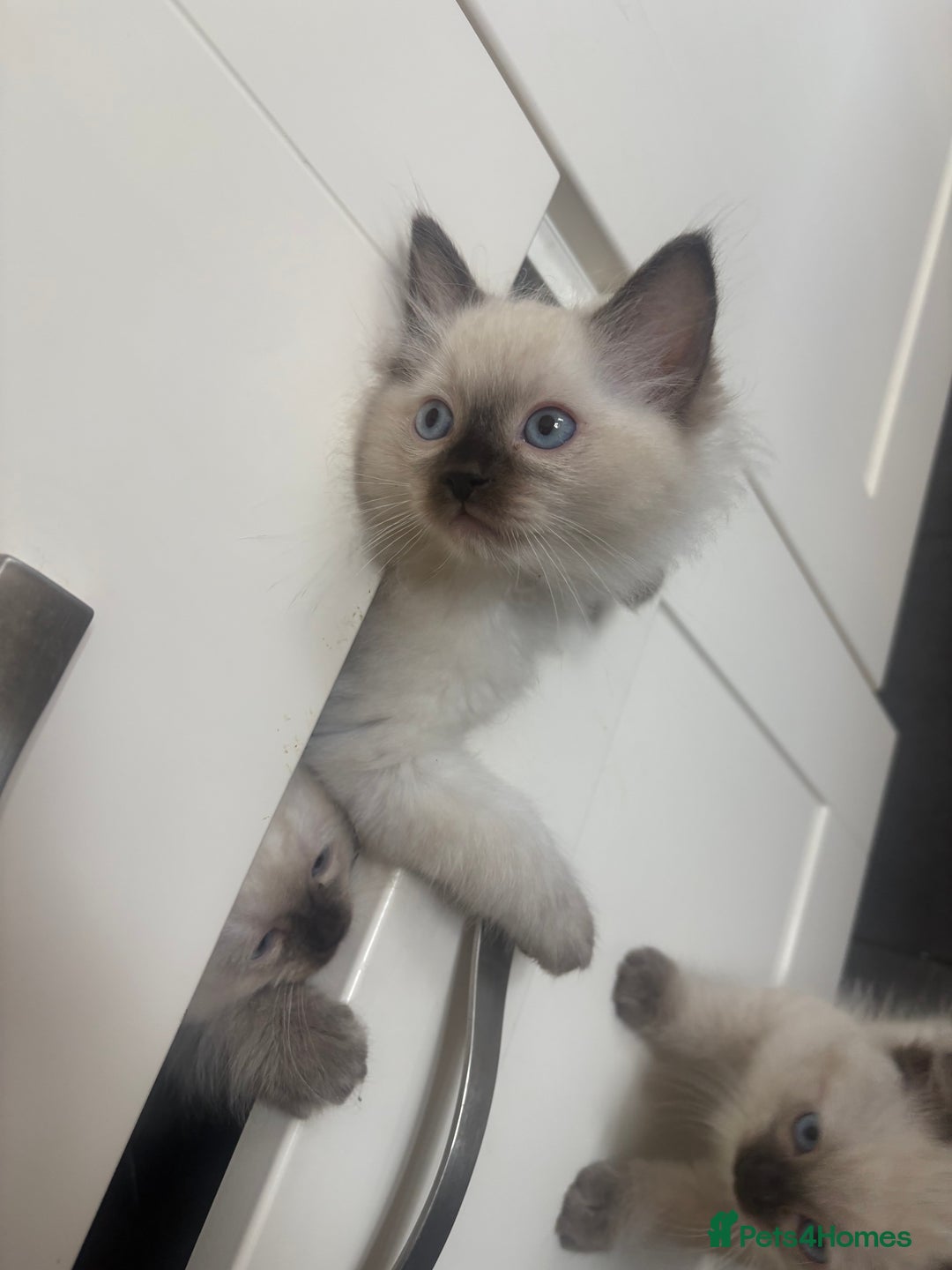 Ragdoll cats for sale: Beautiful ragdoll girl  - Image 1
