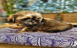 Shih Tzu dogs for sale: 🐶 Shih Tzu Puppies READY NOW– Licensed Breeder  - Image 5