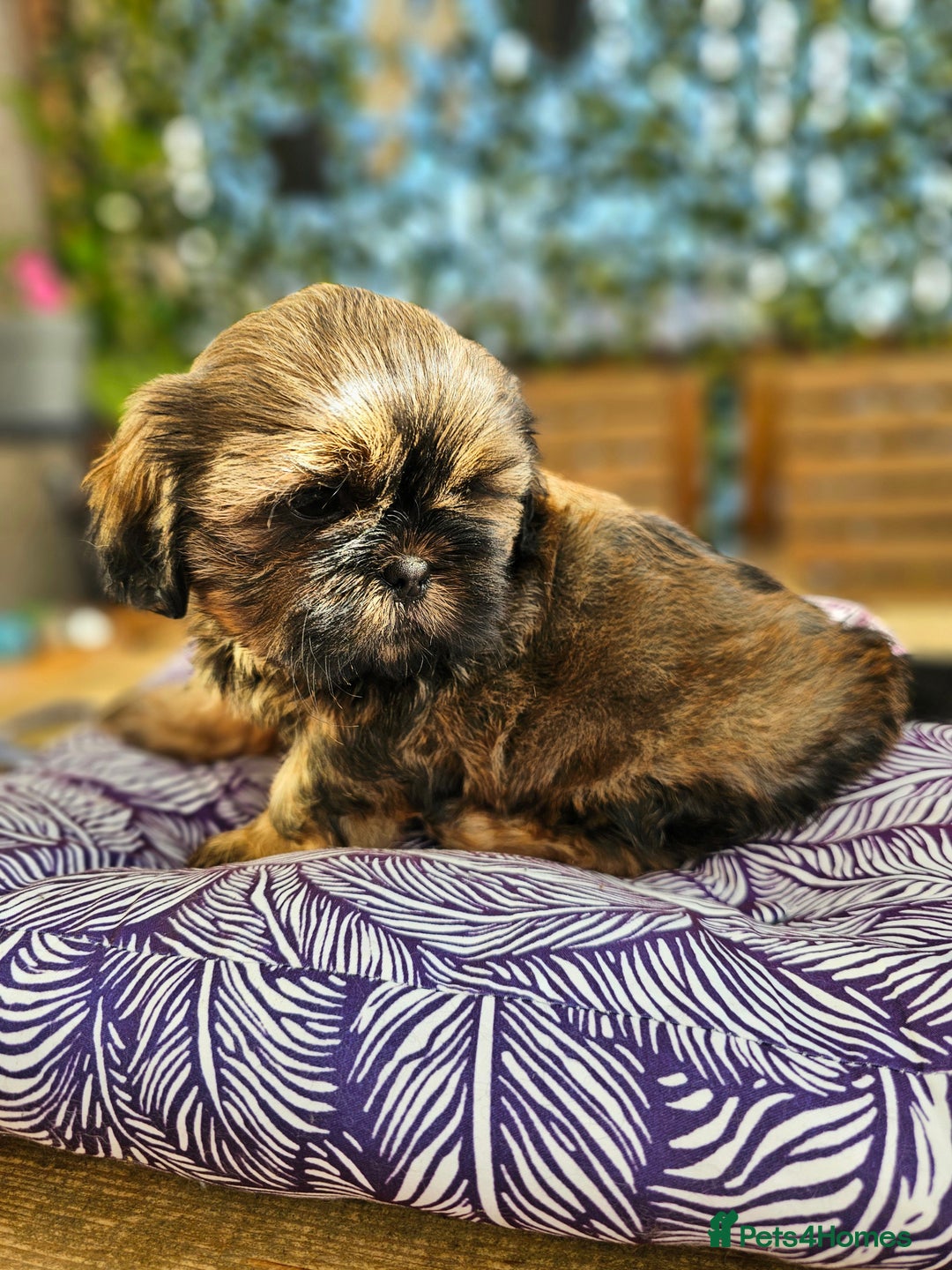 Shih Tzu dogs for sale: 🐶 Shih Tzu Puppies READY NOW– Licensed Breeder  - Image 5