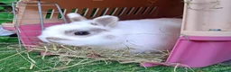 Continental Giant rabbits for sale: Super Stud Bunnies Health checked and Vaccinated  - Advert 18