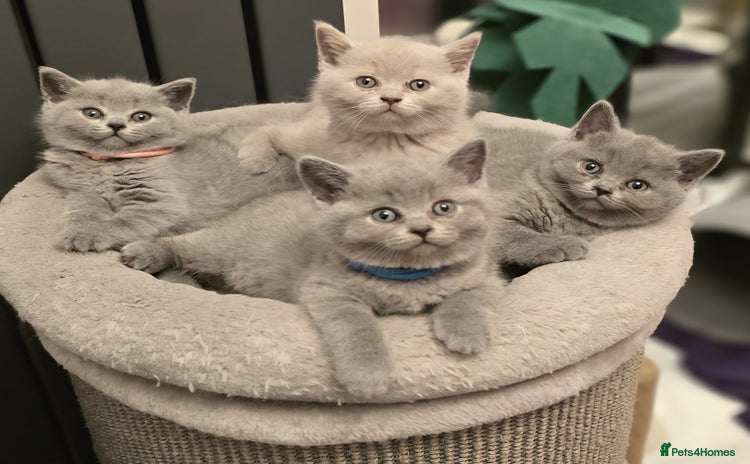 British Shorthair cats - Advert 1