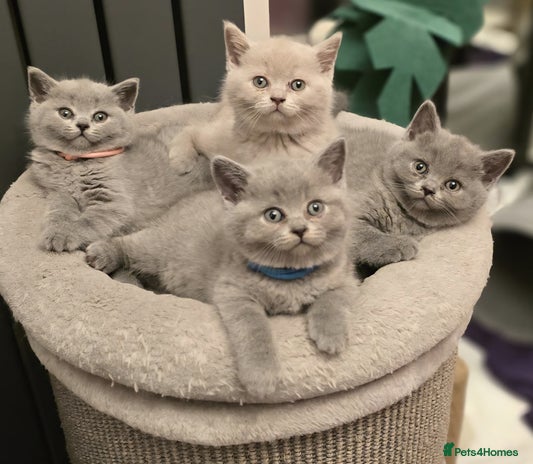 British Shorthair cats - Advert 1