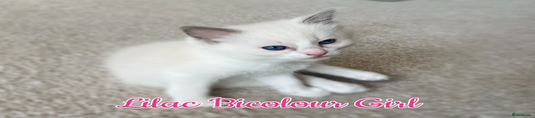 Ragdoll Kitten 4