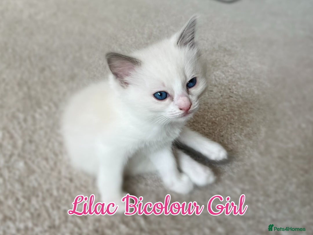Ragdoll cats for sale: Purebred Ragdoll Kittens 😻😻 - Image 10