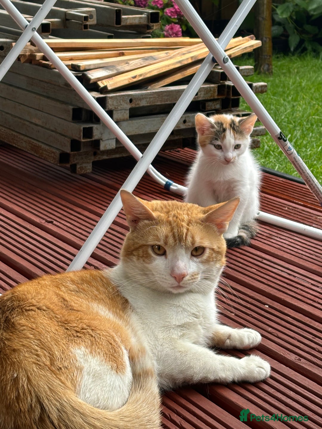 Mixed Breed cats for sale: Adorable little kitten ready to be collected - Image 11
