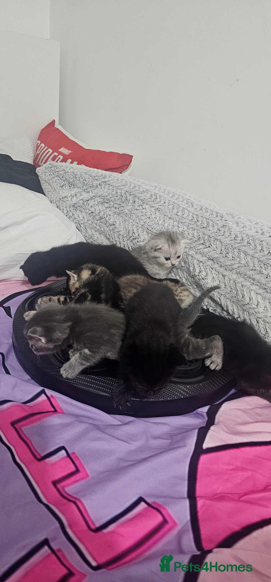 American Shorthair cats for sale: Sweet cats  - Advert 3