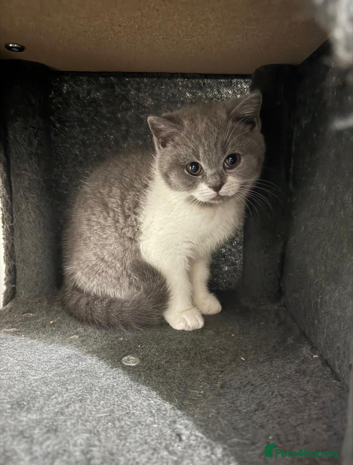 British Shorthair cats male British shorthair  - Advert 14