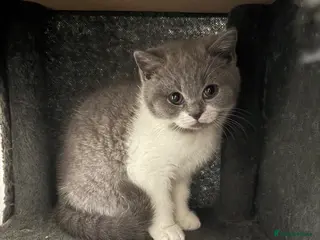 British Shorthair cats male British shorthair - Advert 14