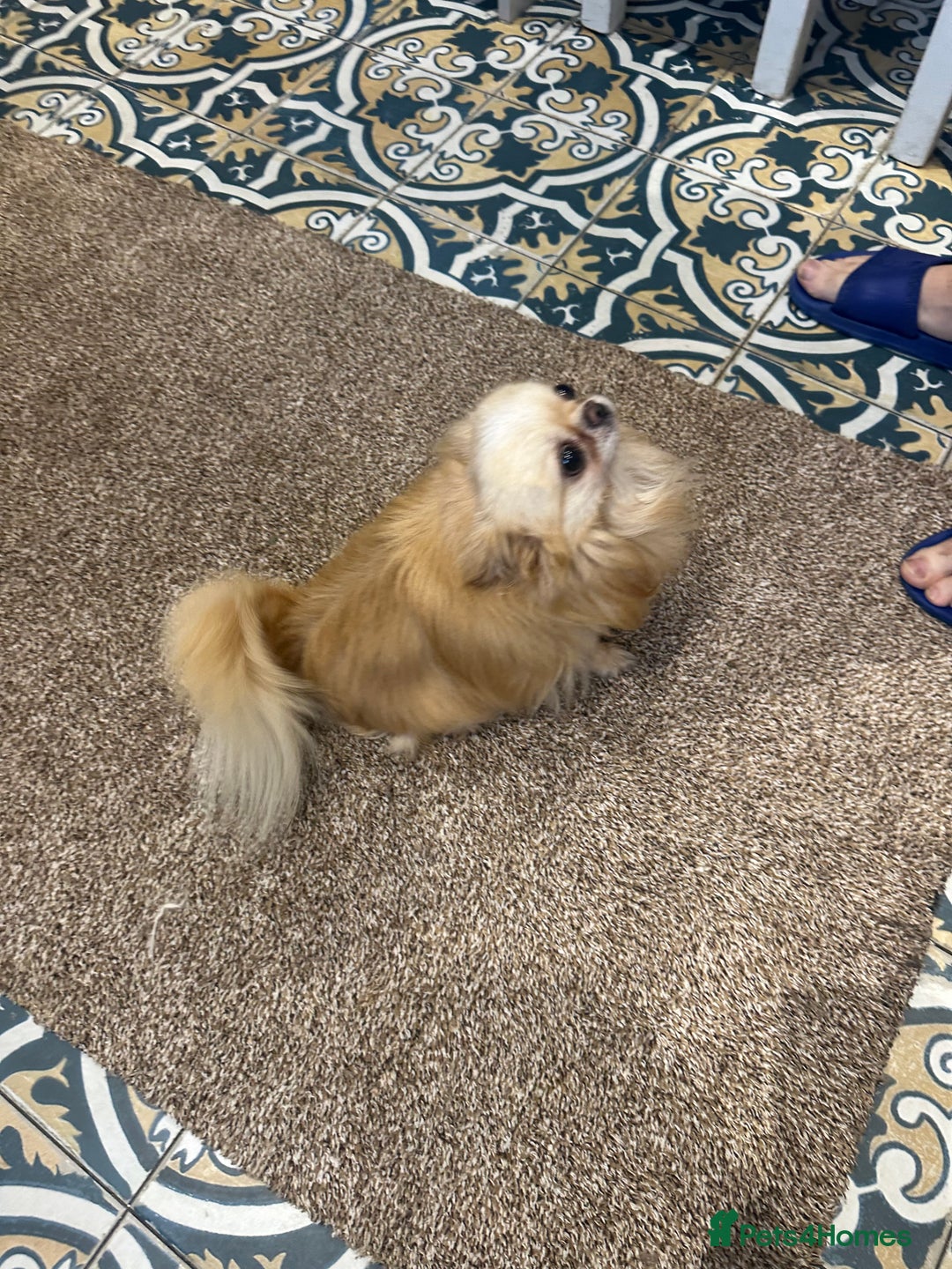 Chihuahua dogs for sale: KC Reg Russian and Czech Champions puppies L/C - Advert 22