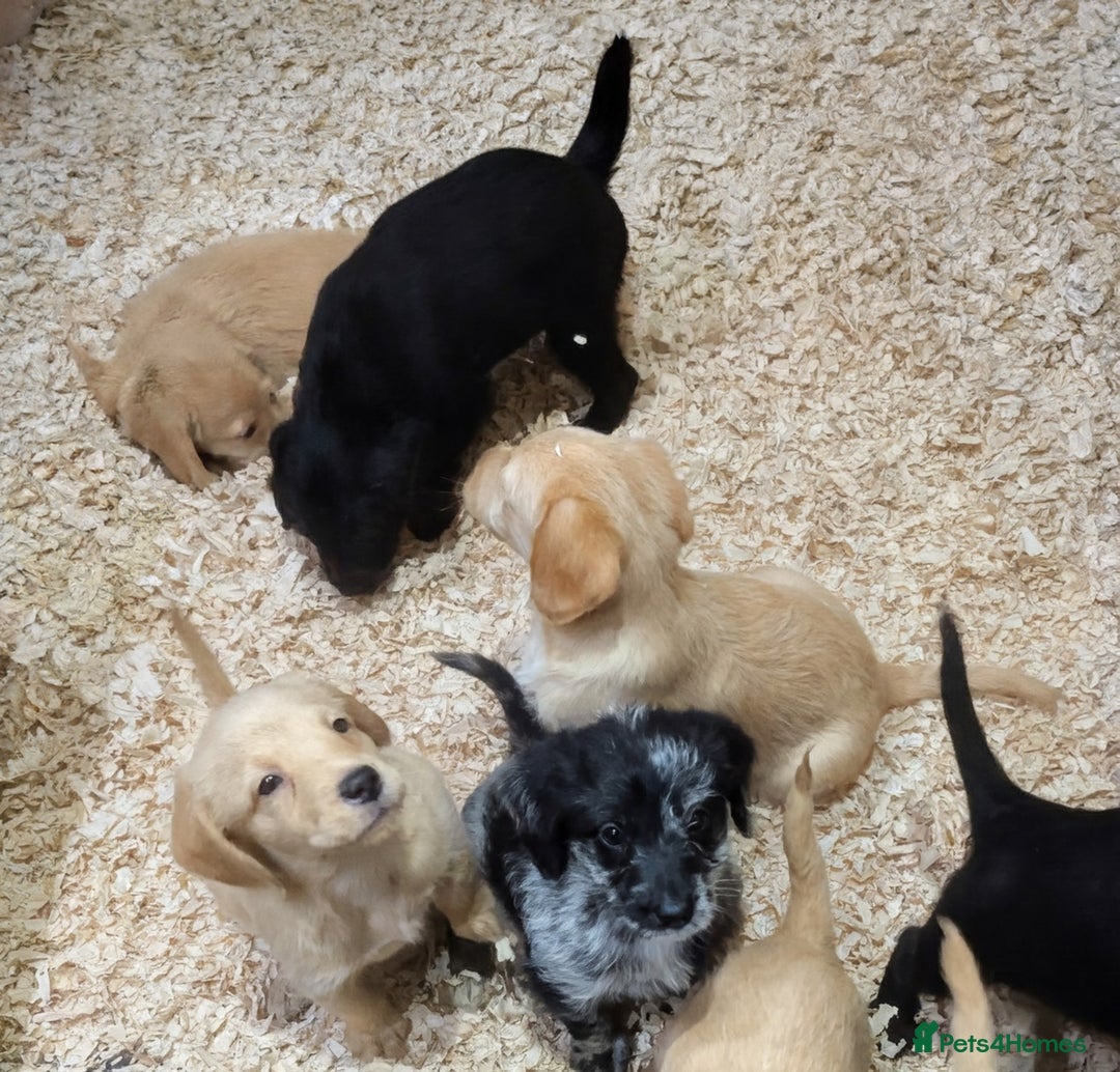Labradoodle dogs for sale: Miniature F1 Labradoodle Puppies - Advert 3