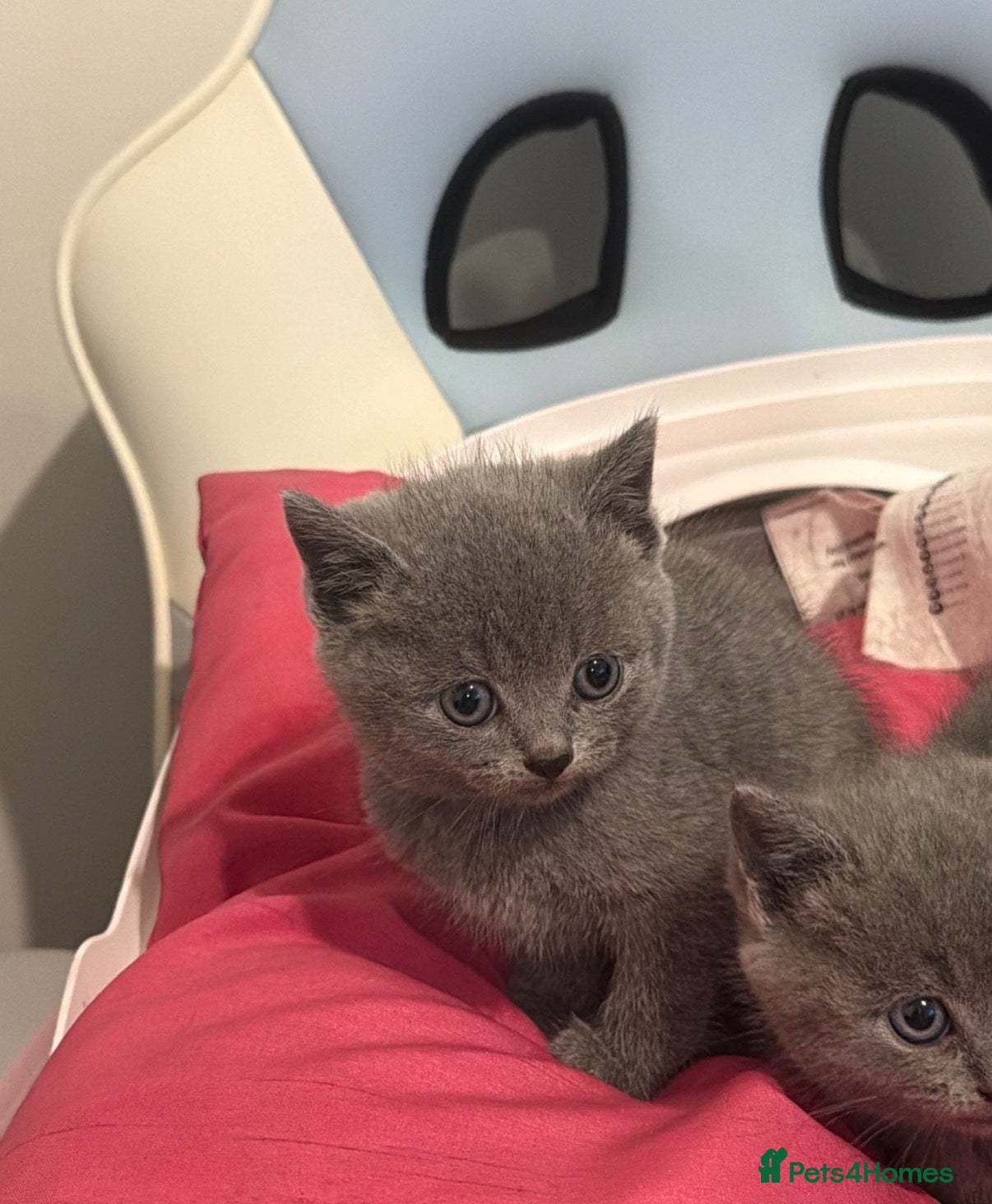 British Shorthair cats for sale: British shorthair  - Advert 3