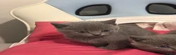 British Shorthair cats for sale: British shorthair  in Prenton - Advert 1