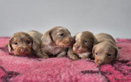 Miniature Dachshund dogs for sale: KC Registered Miniature Dachshund  - Image 3