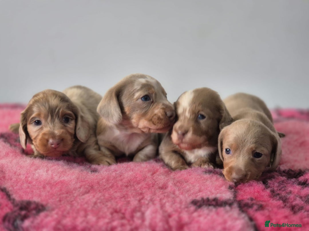 Miniature Dachshund dogs for sale: KC Registered Miniature Dachshund  - Image 3