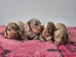 Miniature Dachshund dogs - Advert 5