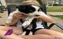 Border Collie dogs for sale: Border collie pups - Image 30