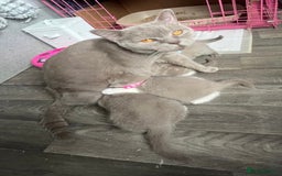 British Shorthair cats for sale: Meet Our 4 Little British Shorthair Ladies - Image 6